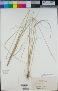 Stipa lepida image