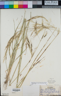 Stipa lepida image