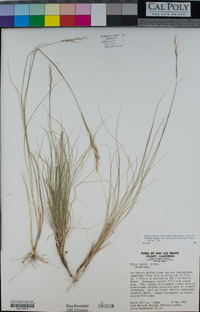 Stipa lepida image