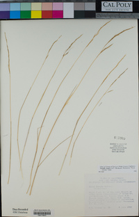 Stipa lepida image