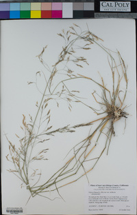 Stipa miliacea var. miliacea image