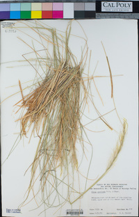 Pappostipa speciosa image