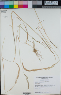 Trisetum deyeuxioides image