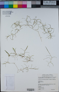 Potamogeton foliosus image