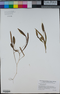 Potamogeton nodosus image