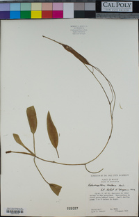 Potamogeton nodosus image