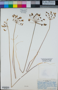 Bloomeria crocea var. aurea image