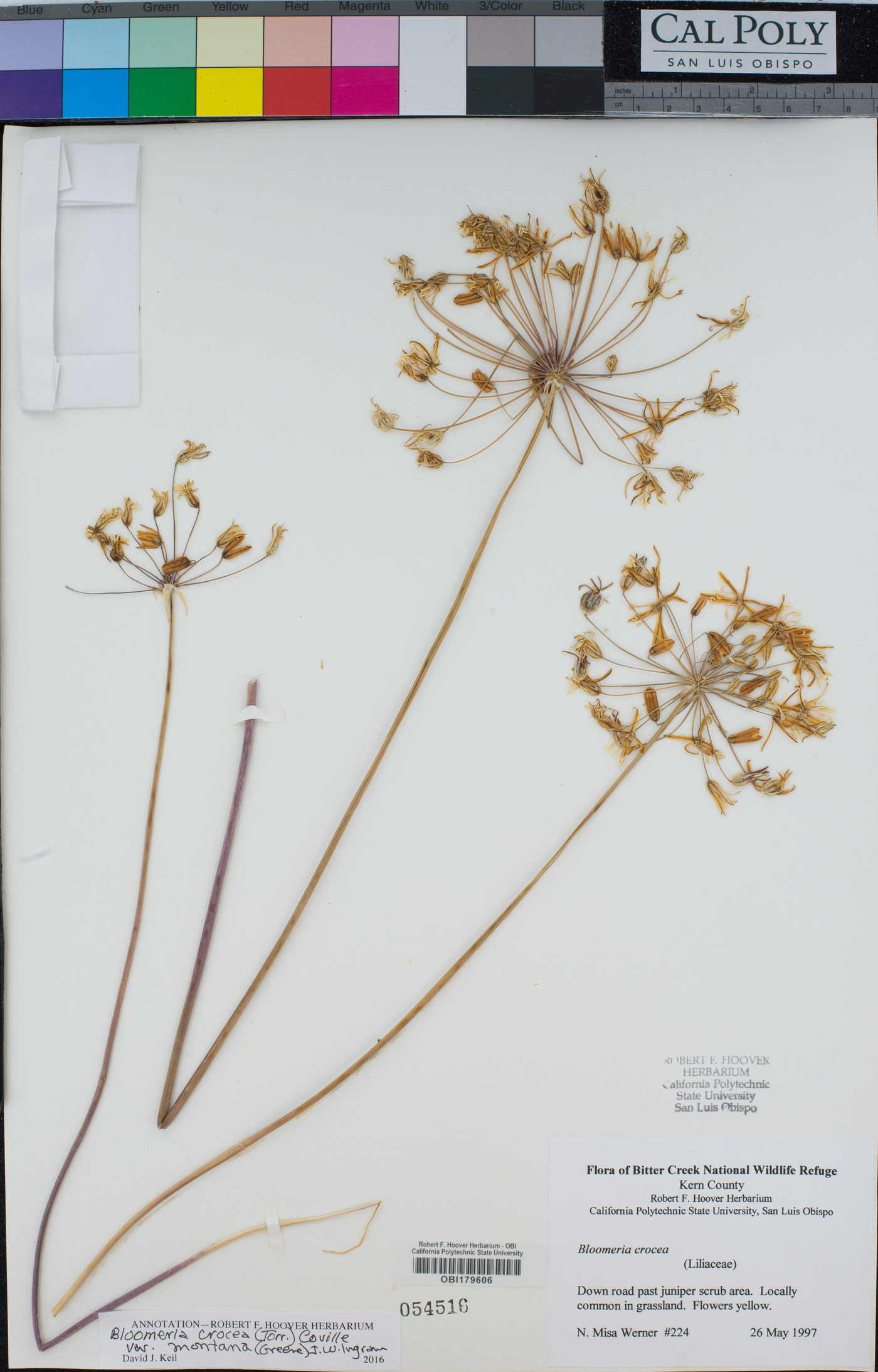 Bloomeria crocea var. montana image