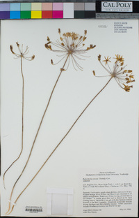 Bloomeria crocea image