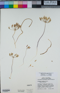 Bloomeria humilis image