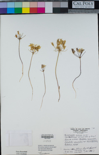 Bloomeria humilis image