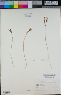 Brodiaea coronaria image