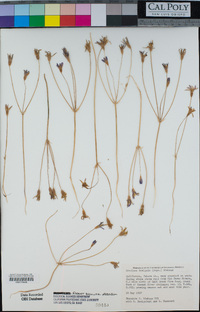 Brodiaea insignis image