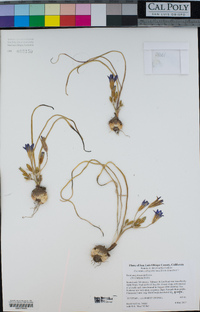 Brodiaea jolonensis image