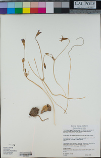 Brodiaea jolonensis image