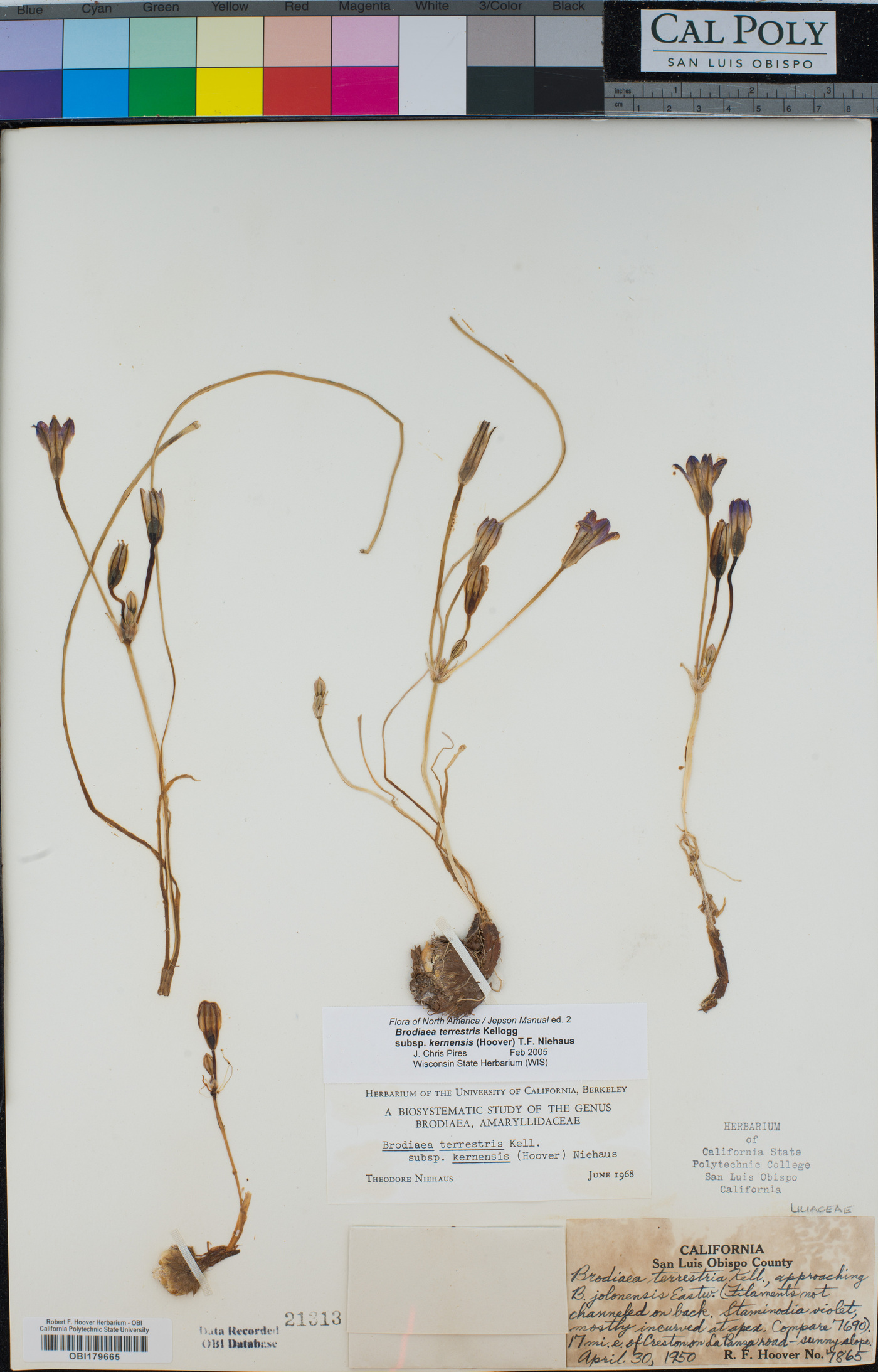 Brodiaea terrestris subsp. kernensis image