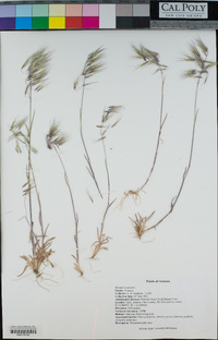 Bromus tectorum image