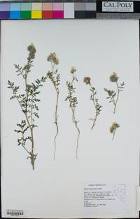 Phacelia vallis-mortae image