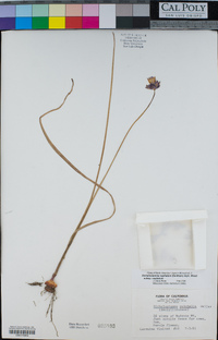 Dichelostemma capitatum image