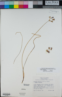 Dichelostemma congestum image