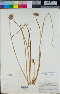 Dichelostemma capitatum image