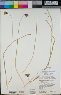 Dichelostemma capitatum subsp. capitatum image