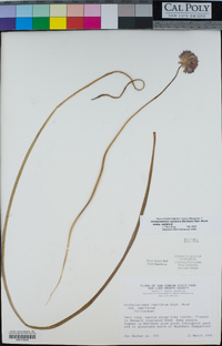 Dichelostemma capitatum image