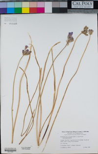 Dichelostemma capitatum image