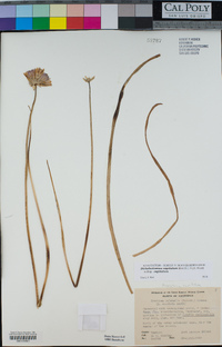 Dichelostemma capitatum subsp. capitatum image