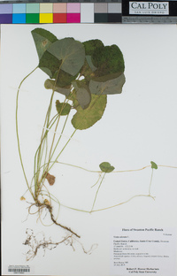 Viola odorata image