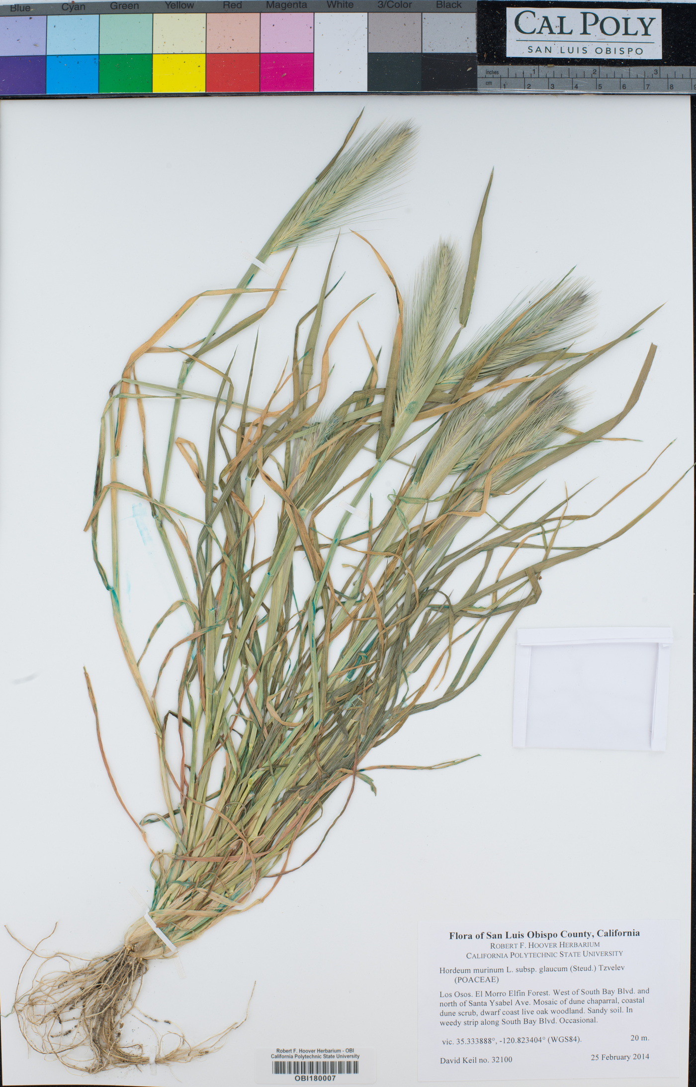 Hordeum murinum subsp. glaucum image