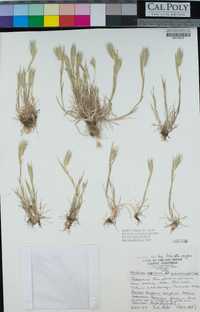 Hordeum marinum subsp. gussoneanum image