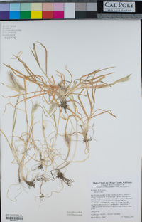 Hordeum murinum image