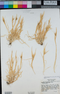 Hordeum murinum image