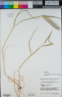 Hordeum murinum image