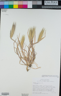 Hordeum murinum image