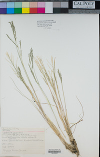 Leptochloa fusca image