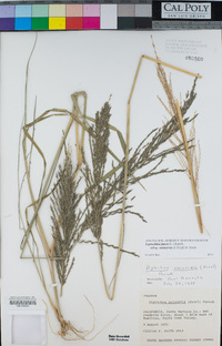 Diplachne fusca subsp. uninervia image