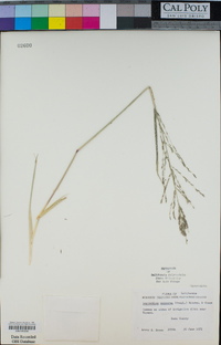Diplachne fusca subsp. uninervia image