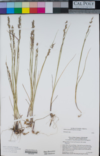 Melica spectabilis image