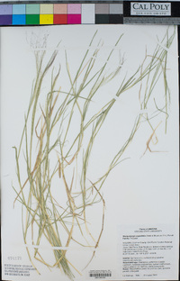 Muhlenbergia asperifolia image