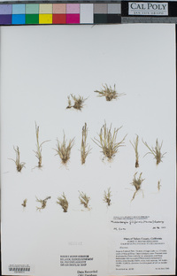 Muhlenbergia filiformis image