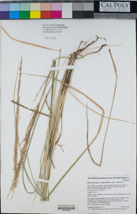 Muhlenbergia longiligula image