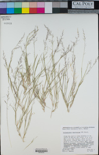 Muhlenbergia microsperma image