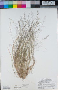 Muhlenbergia microsperma image