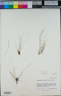 Muhlenbergia minutissima image