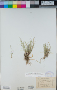 Muhlenbergia richardsonis image