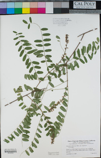 Amorpha californica var. californica image