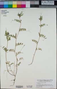 Vicia sativa subsp. nigra image