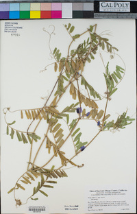 Vicia sativa subsp. sativa image